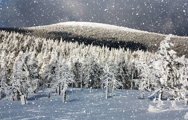 Vista invernal del bosque nevado en la montaña, Jeseniky — Foto de Stock