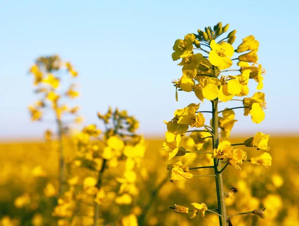 开花油菜田、 芥花籽油或菜籽油的详细信息 — 图库照片