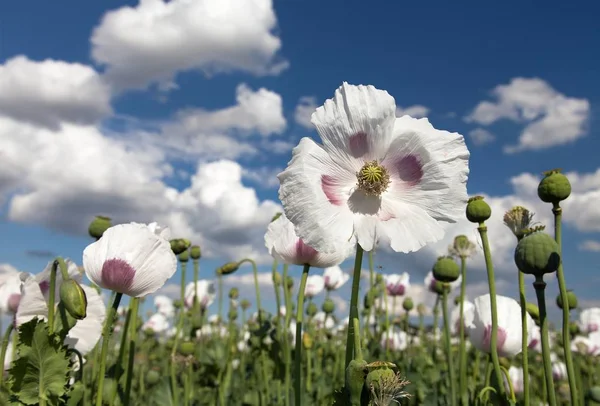 Ayrıntı alanının çiçekli haşhaş haşhaş