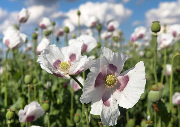 Ayrıntı alanının çiçekli haşhaş haşhaş