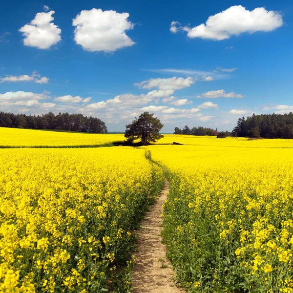 Field of rapeseed, canola or colza with path way — Stock Photo, Image