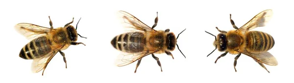 Gruppe von Bienen oder Honigbienen auf weißem Hintergrund, Honigbienen — Stockfoto