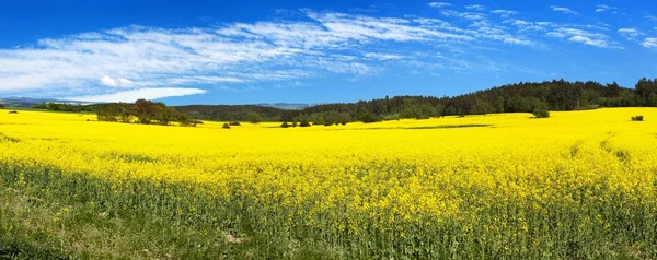 Alan kolza tohumu, kanola veya kolza