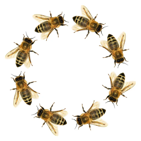 Arı veya bal arısı daire grubu