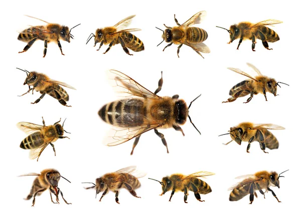 Gruppe von Bienen oder Honigbienen auf weißem Hintergrund, Honigbienen Stockfoto