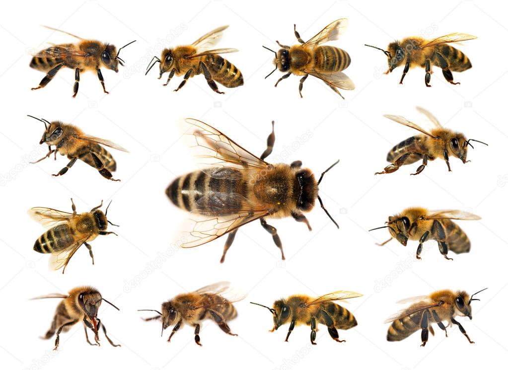 group of bee or honeybee on white background, honey bees