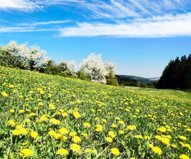 Sarı çiçekli çayır karahindiba tam
