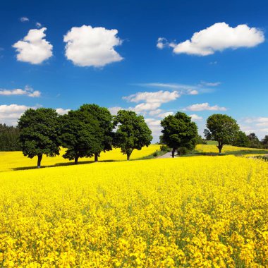 Alan kolza tohumu, kanola veya kolza