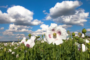 Ayrıntı alanının çiçekli haşhaş haşhaş
