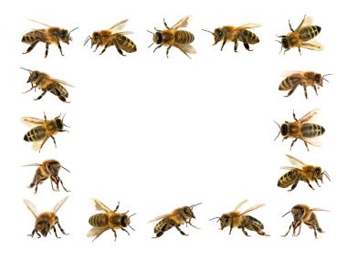 Arı veya beyaz arka planda, bal arıları bal arısı grubu