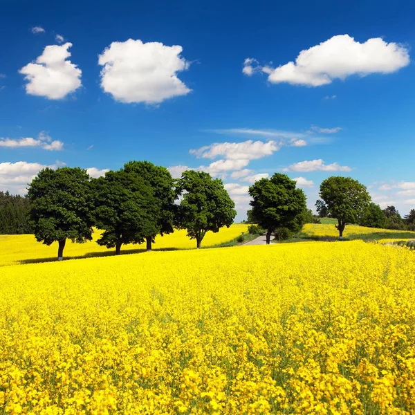 Alan kolza tohumu, kanola veya kolza