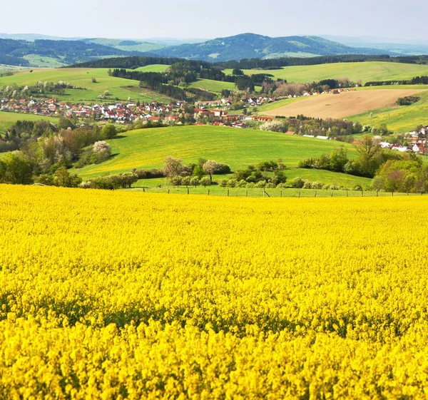 Field of rapeseed, canola or colza — Stock Photo, Image