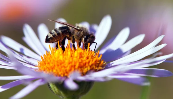 Detalle de la abeja sentada en la flor violeta — Foto de Stock