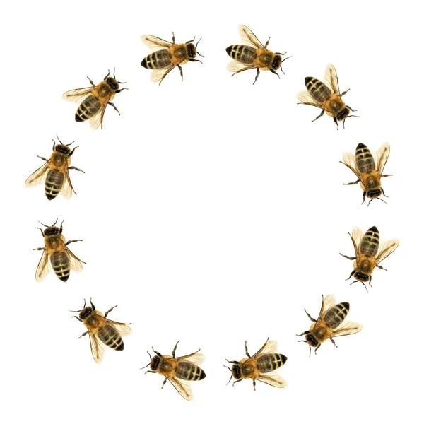 비 또는 원형에 있는 꿀벌의 그룹 — 스톡 사진