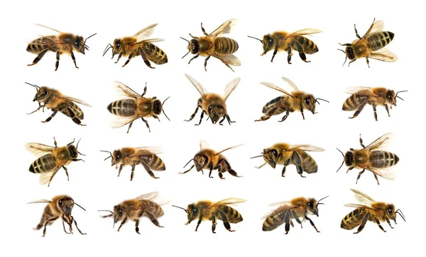 Groep bee of honingbij op witte achtergrond, bijen — Stockfoto