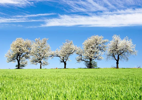 Kwitnienia wiśni i pole kukurydzy czas wiosna zielony — Zdjęcie stockowe