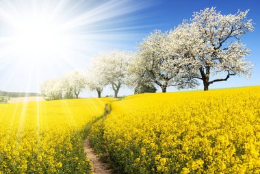 Kolza tohumu, kanola veya kolza alanı ile parhway