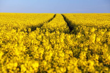 Alan kolza tohumu, kanola veya kolza