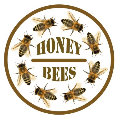Arı veya metin ile daire içinde bal arısı grubu