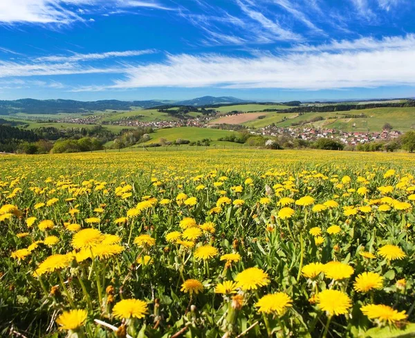 Prato pieno di denti di leone e belle nuvole — Foto Stock