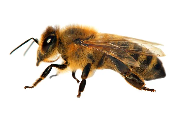 Detalhe da abelha ou abelha em latim Apis Mellifera — Fotografia de Stock