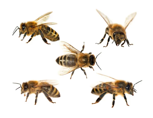 Groupe d'abeilles sur fond blanc, abeilles mellifères — Photo