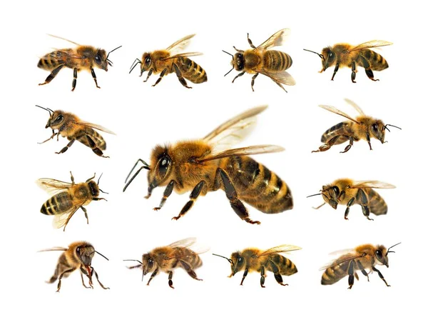 Skupina bee nebo včel na bílém pozadí, včely medonosné — Stock fotografie