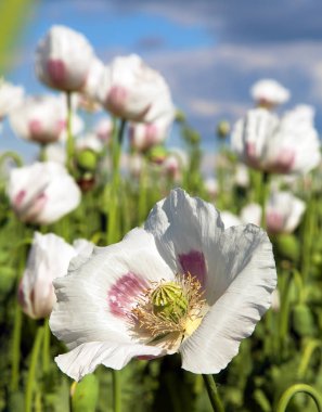 Ayrıntı alanının çiçekli haşhaş haşhaş