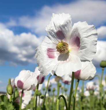 Ayrıntı alanının çiçekli haşhaş haşhaş