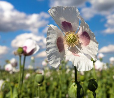 Ayrıntı alanının çiçekli haşhaş haşhaş