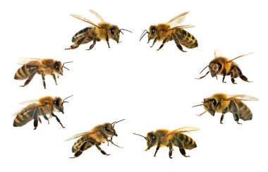Arı veya beyaz arka planda, bal arıları bal arısı grubu