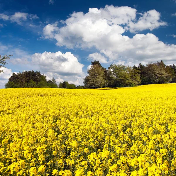 Field of rapeseed, canola or colza — Stock Photo, Image