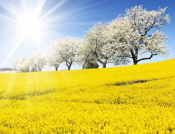 Τομέα της ελαιοκράμβης, canola ή αγριοκράμβης — Φωτογραφία Αρχείου