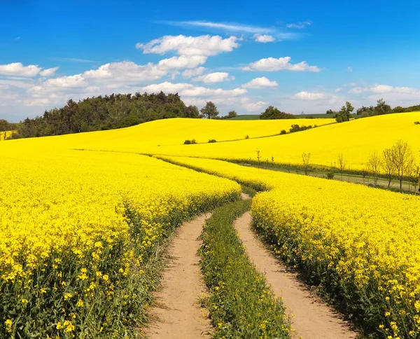 Field of rapeseed, canola or colza with rural road — Stock Photo, Image