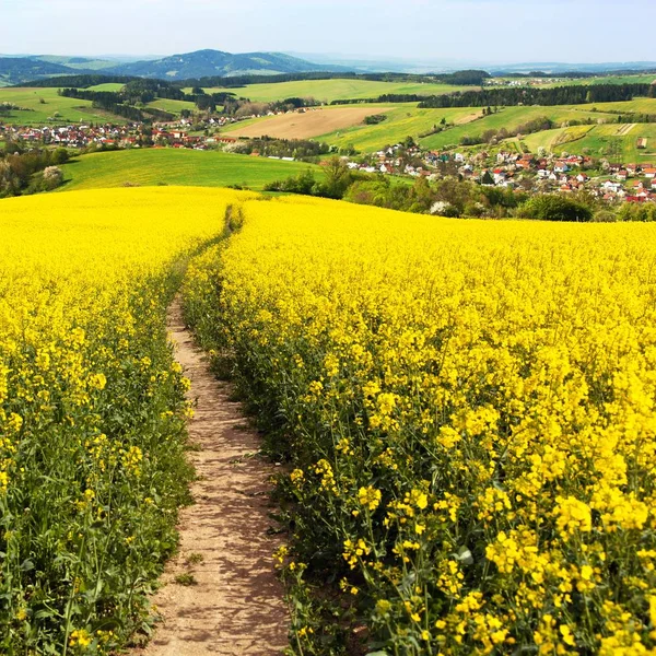 Τομέα της ελαιοκράμβης, canola ή αγριοκράμβης — Φωτογραφία Αρχείου