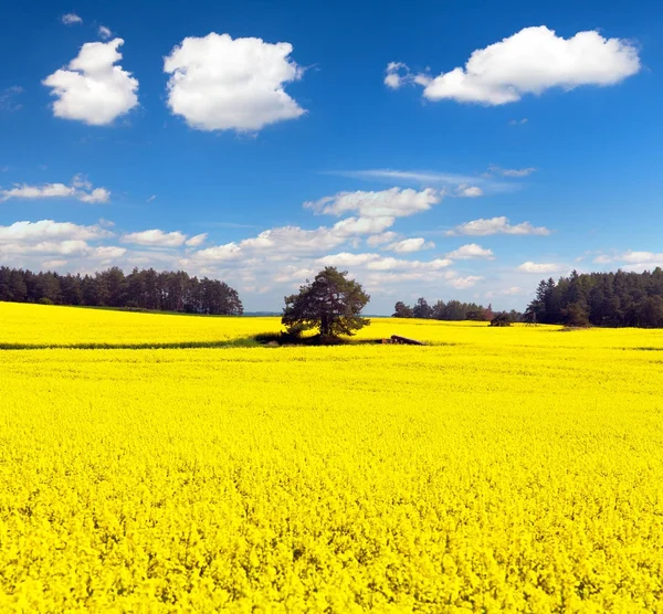 Golden field of flowering rapeseed, canola or colza — Stock Photo, Image
