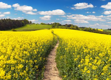Kolza tohumu, kanola veya Kolza ve yol yol alan