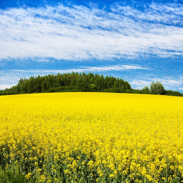 Campo de colza, canola ou colza — Fotografia de Stock