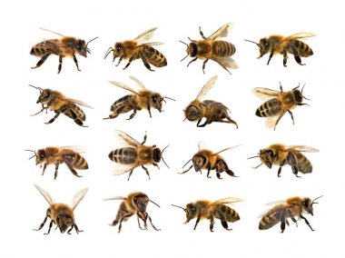 Arı veya beyaz arka planda, bal arıları bal arısı grubu