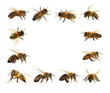 Arı veya bal arısı Latin Apis Mellifera grubu