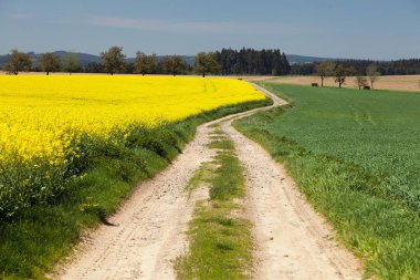 Kolza tohumu, kanola veya kolza kırsal yol ile alan