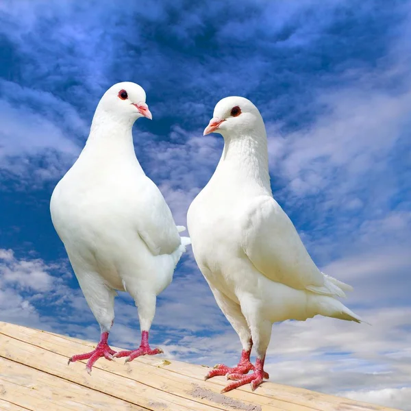 Due piccione bianco su persico con bel cielo — Foto Stock