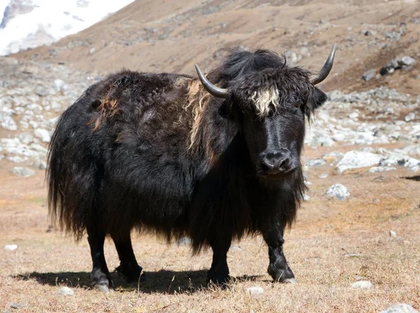 Black yak — Stock Photo, Image