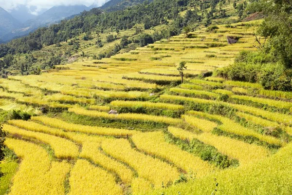 Rice or paddy fields in Nepal Himalayas — Stock Photo, Image