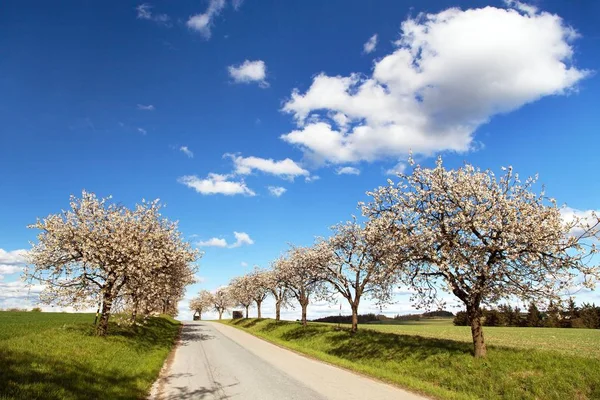 Väg- och gränden av blommande körsbärsträd — Stockfoto