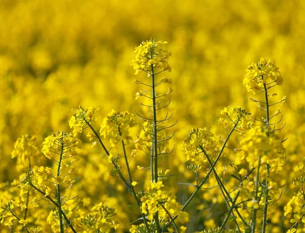 Campo florido dourado de canola de colza ou colza — Fotografia de Stock