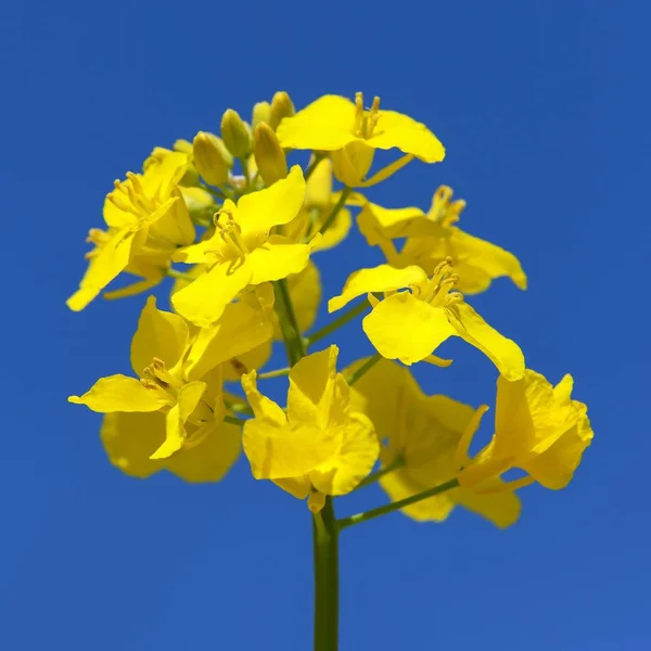 Colza o colza di colza in fiore — Foto Stock