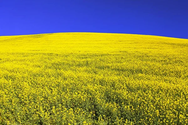 Campo de colza, colza o colza en flor — Foto de Stock