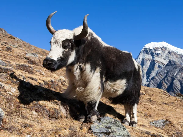 Black and white Yak — Stock Photo, Image