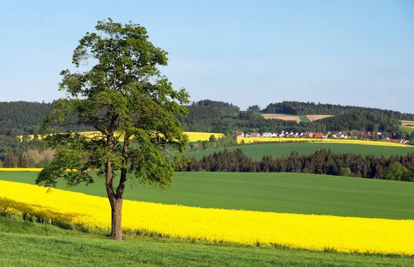 Fältet av raps, raps eller rybs och träd — Stockfoto